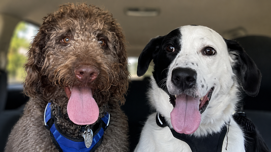 two dogs sitting in a car side by side
